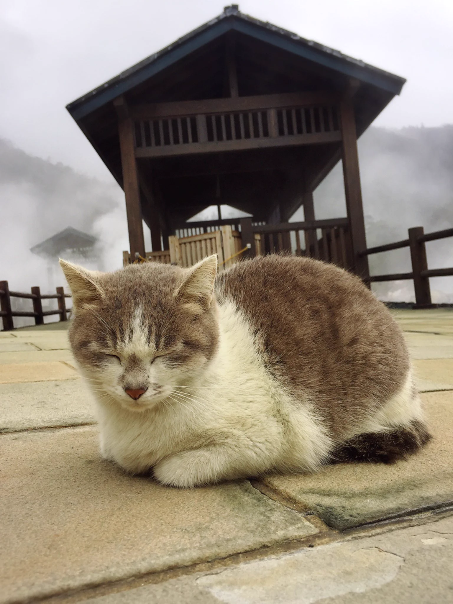 雲仙温泉のネコは寒さ知らず・・・もう、あったかくて至福のひとときニャンww