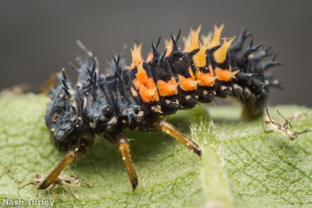 NashTurley's tweet photo. Vicious lady beetle larvae chowing down on aphids. #Coleoptera #FloridaInsects https://t.co/nAWIu2VneD