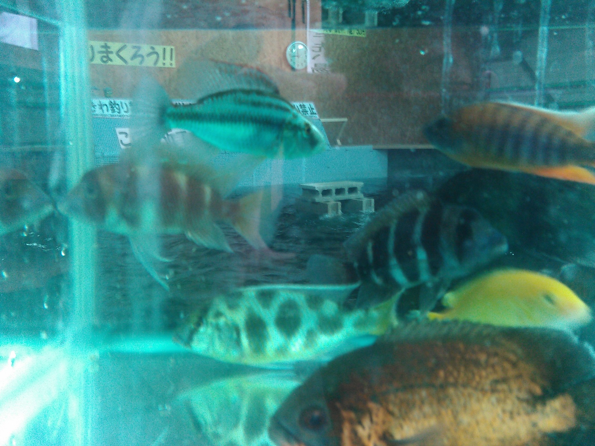 湘南釣堀 こんな魚たちがはいってま す 2月18日よりスタートしました淡水魚 釣り オスカーやカエルレウスなど只今種類以上の熱帯魚が泳いでおり いろいろな魚たちがお目見えしますよ なんと13種類の釣果の方もいらっしゃいました 釣り堀 熱帯魚