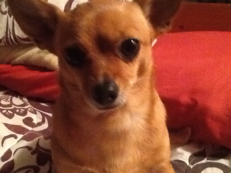 JorgeMoRBLX's tweet image. This is my little Puppy 🐶