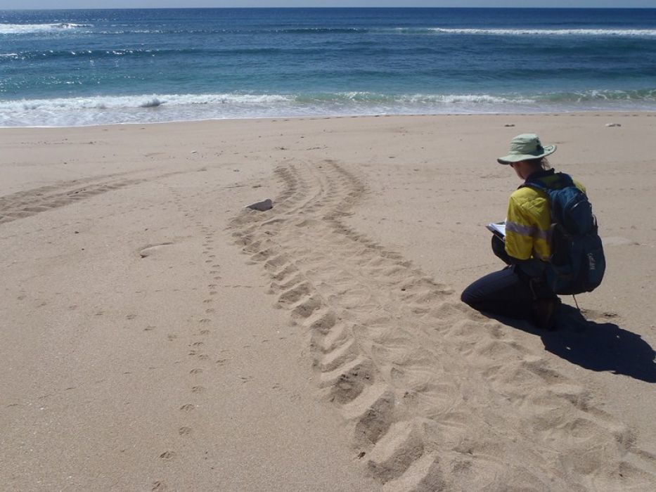 Astron_Enviro's tweet photo. Monitoring of #turtles to assess whether operations were influencing turtle nesting &amp; hatchling emergence &amp;behaviour https://t.co/6uoFm40x7a https://t.co/lh63UkoKNc