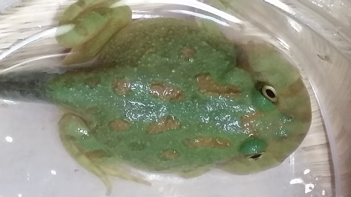 上陸しましたよ(^-^) 初のクラジェットガエルです！ 口や顔が