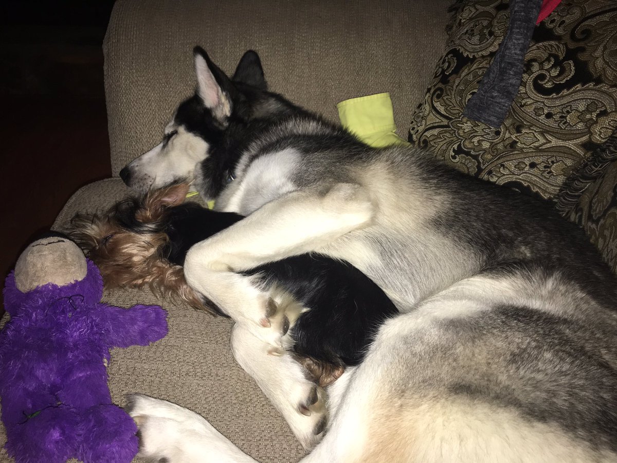 Been busy #atlantahusky Maggie is older now and has a little friend named Oliver he's a #Yorkie