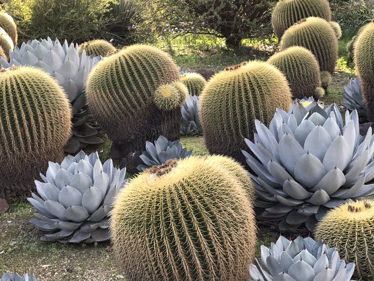 garygoldsmith's tweet image. Huntington Gardens is a must when you are in LA. huntington.org/gardens/. #losangeles #design #graphics #modernism