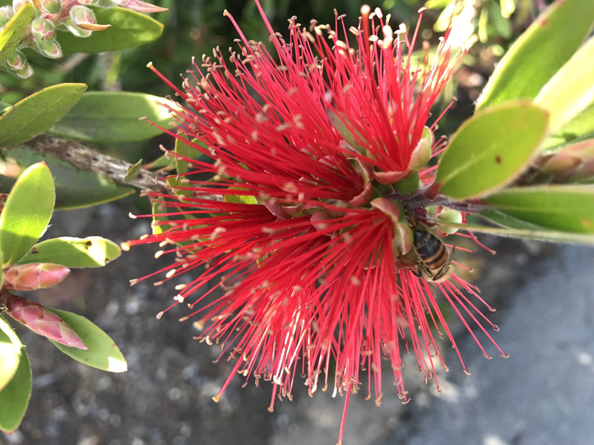 garygoldsmith's tweet image. Huntington Gardens is a must when you are in LA. huntington.org/gardens/. #losangeles #design #graphics #modernism