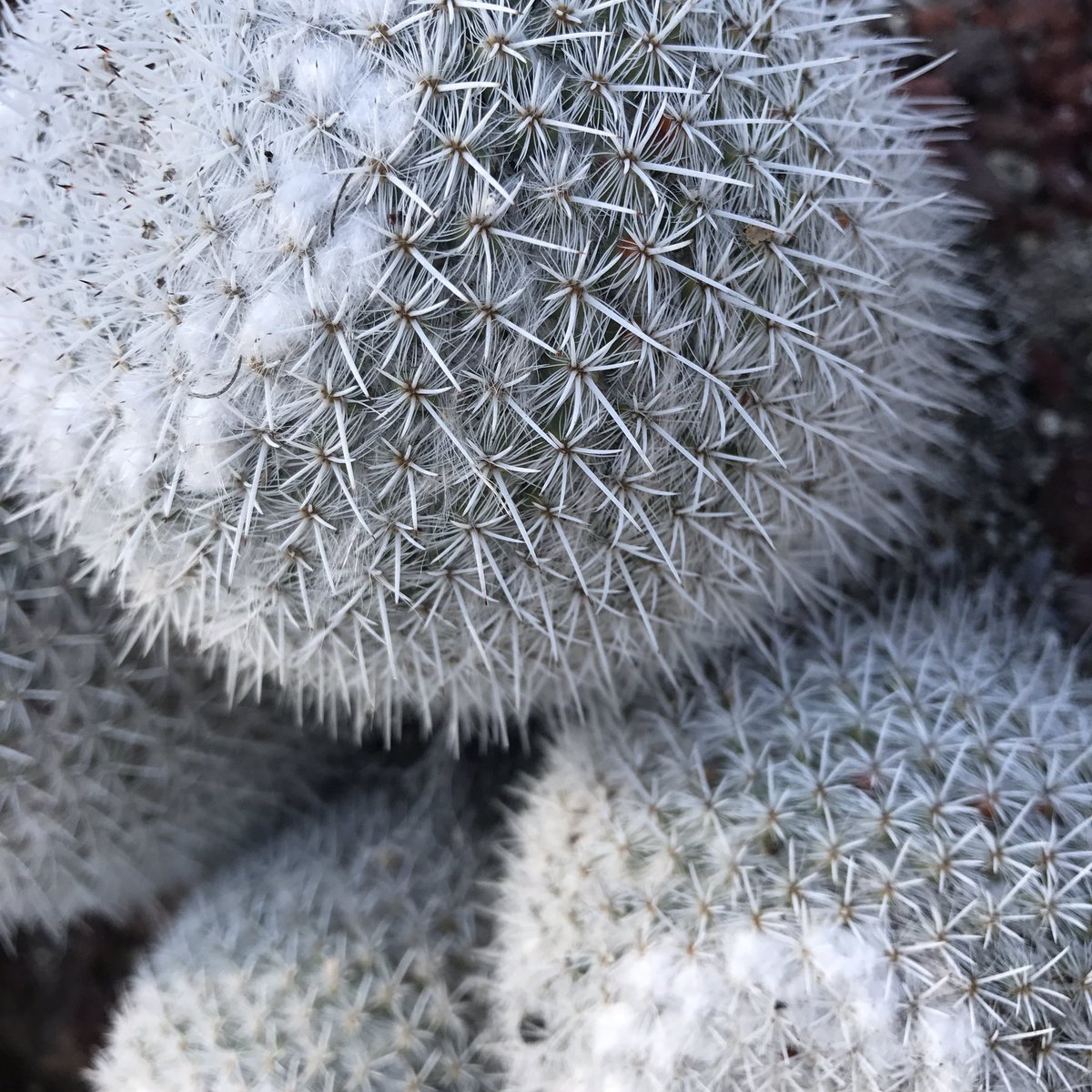 garygoldsmith's tweet image. Huntington Gardens is a must when you are in LA. huntington.org/gardens/. #losangeles #design #graphics #modernism