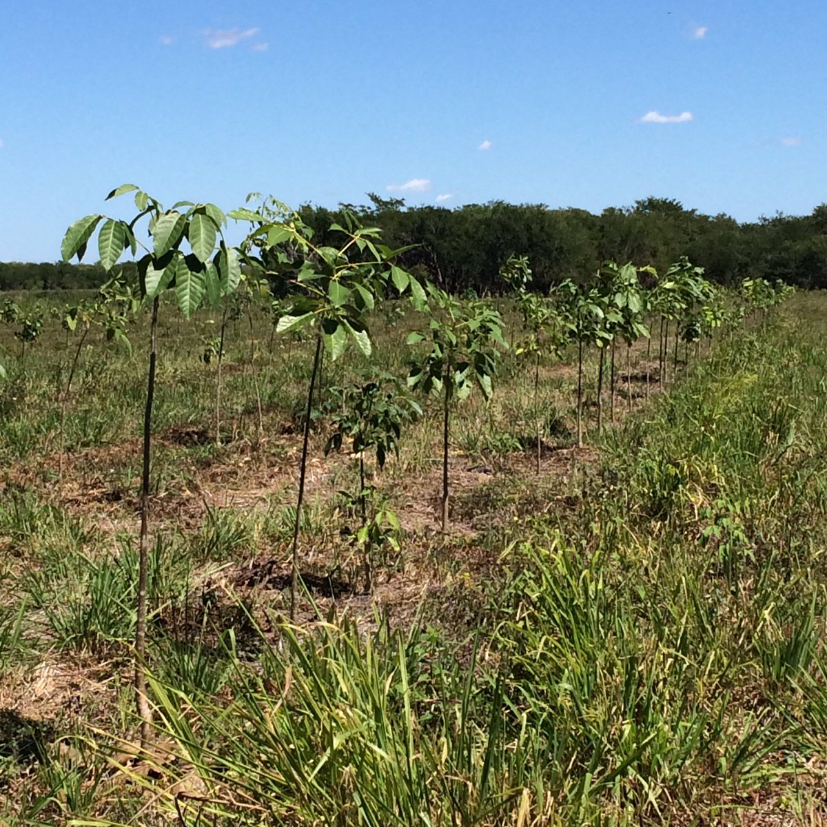 negreteplaya's tweet photo. Hoy tuvimos la visita de una compañera de Plant for the Planet Suiza. Al rancho donde sembramos más de un millón de Arboles en 2016 https://t.co/wcmCFLsOvA