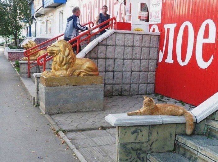 introvertsmemes's tweet image. When you lie on your resume but still get the job.