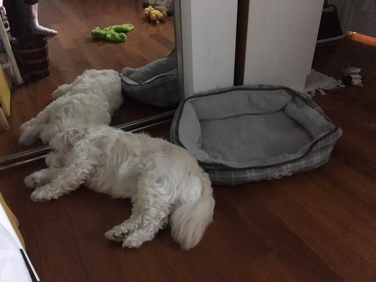 tinkerbell9466's tweet photo. Silly Fosse! #WheresMyBed #Adusting #ALittleIrritated #Meh 🐶 https://t.co/ISzXlUh0Uc