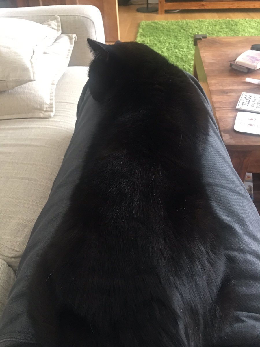 Jason_R_Wagner's tweet photo. It's not easy writing a business plan with this on your lap - #notatable 😸 https://t.co/0xI7lm2xEV