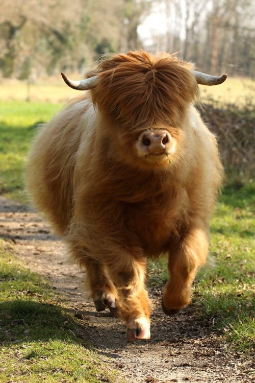 Highland Cows By Far The Fluffiest Breed Of Cow Out There Ultimatecuddlecow