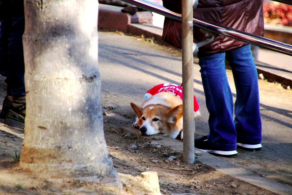 カープ犬 Twitter Search カープ犬 Twitter Search