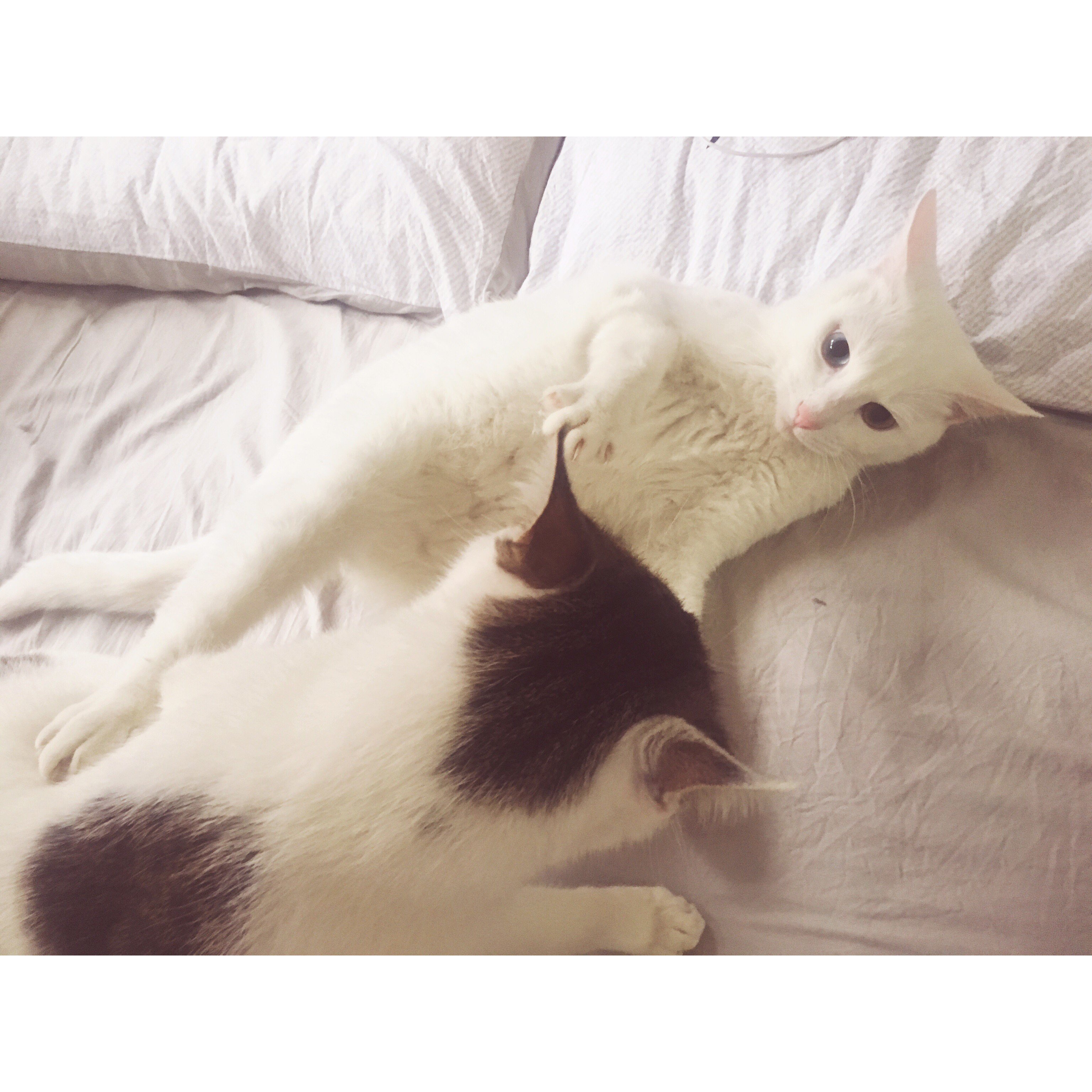 华俊雅auf Twitter Pepsi 秋裤君 猫の日https T Co Ux9unyr03z Twitter
