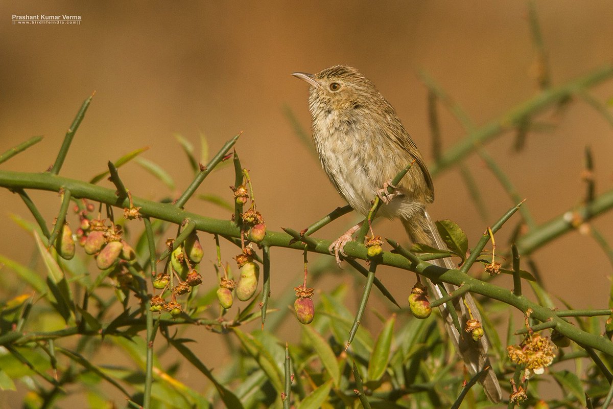 Striated Prinia (Prinia crinigera)
Botanical Garden, Nainital, Uttarakhand
Feb 2017

|| birdlifeindia.com ||