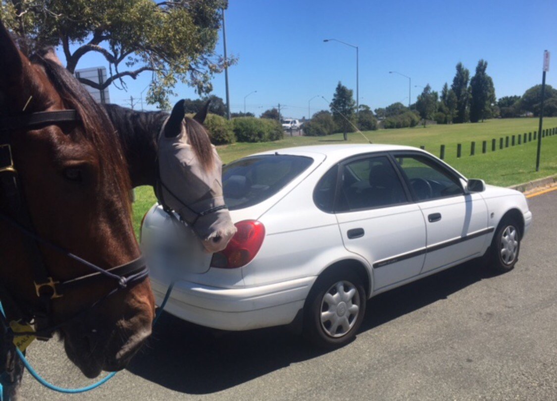 WA_Police's tweet photo. Just proves 2 Horse Power is all you need. Driver initially Failed to Stop for Police in Como today, Female charged and car seized #NeighWay https://t.co/UxvjUND8Ja