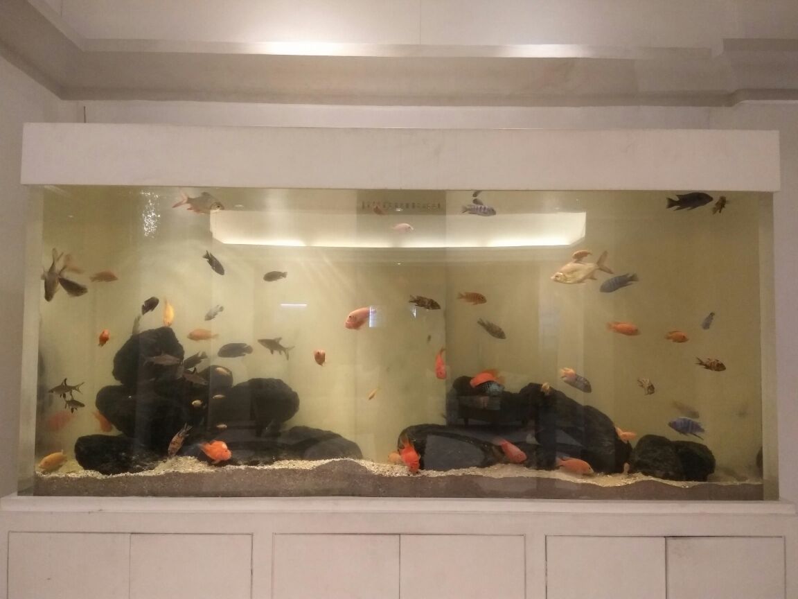 MadOverFish's tweet photo. Our stunning Freshwater Aquarium at ITC Maratha. This luxurious tank is home to almost 50 healthy fishes from around 10 different species!❤️ https://t.co/YefvoXMhkj