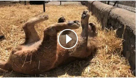 Blood_Lions's tweet photo. WARNING: Disturbing footage from breeding and cub petting facility: Black Jaguar White Tiger Foundation: 
https://t.co/RmcBzmtddr https://t.co/YsffgLWDWu