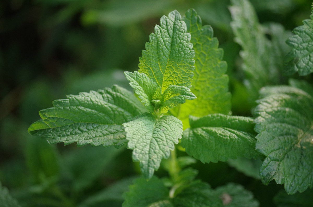 Humana Baby Spain su Twitter: "La #Melisa, conocida como #toronjil o hierba  limonera, es una planta medicinal que ya usaban los griegos hace mas de  2.000 años #ColimilBaby… https://t.co/Du86DfRVIo"