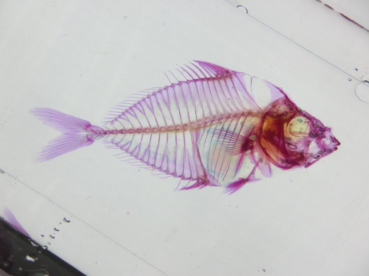 透明骨格標本のエーアンドゼット ヒイラギ Nuchequula Nuchalis の透明骨格 標本 平べったくて棘があるので 似た特徴を持つ植物の柊 ヒイラギ から名付けられました 魚の名前は基本的に魚偏がついていますが 例 鮃ひらめ 鰈かれい この魚は