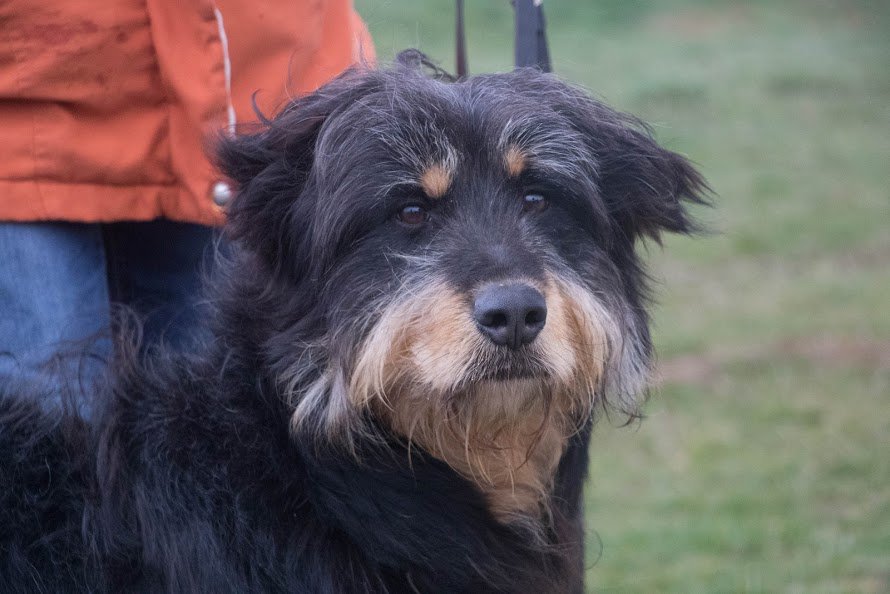 adoptdogfrance's tweet photo. Fabulous dogs looking for homes in south dept 79 #adoptinfrance
@OrfeeInEnglish https://t.co/bAMJJF86f6 https://t.co/k0c6yrMODu