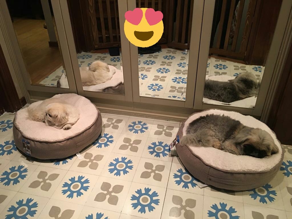 Selda hanım ın Çiçu ve Lilu su yeni Trixie yataklarına bayılmışlar petigen.com