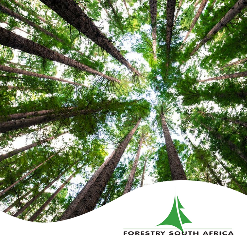 Forestry SA tweet media