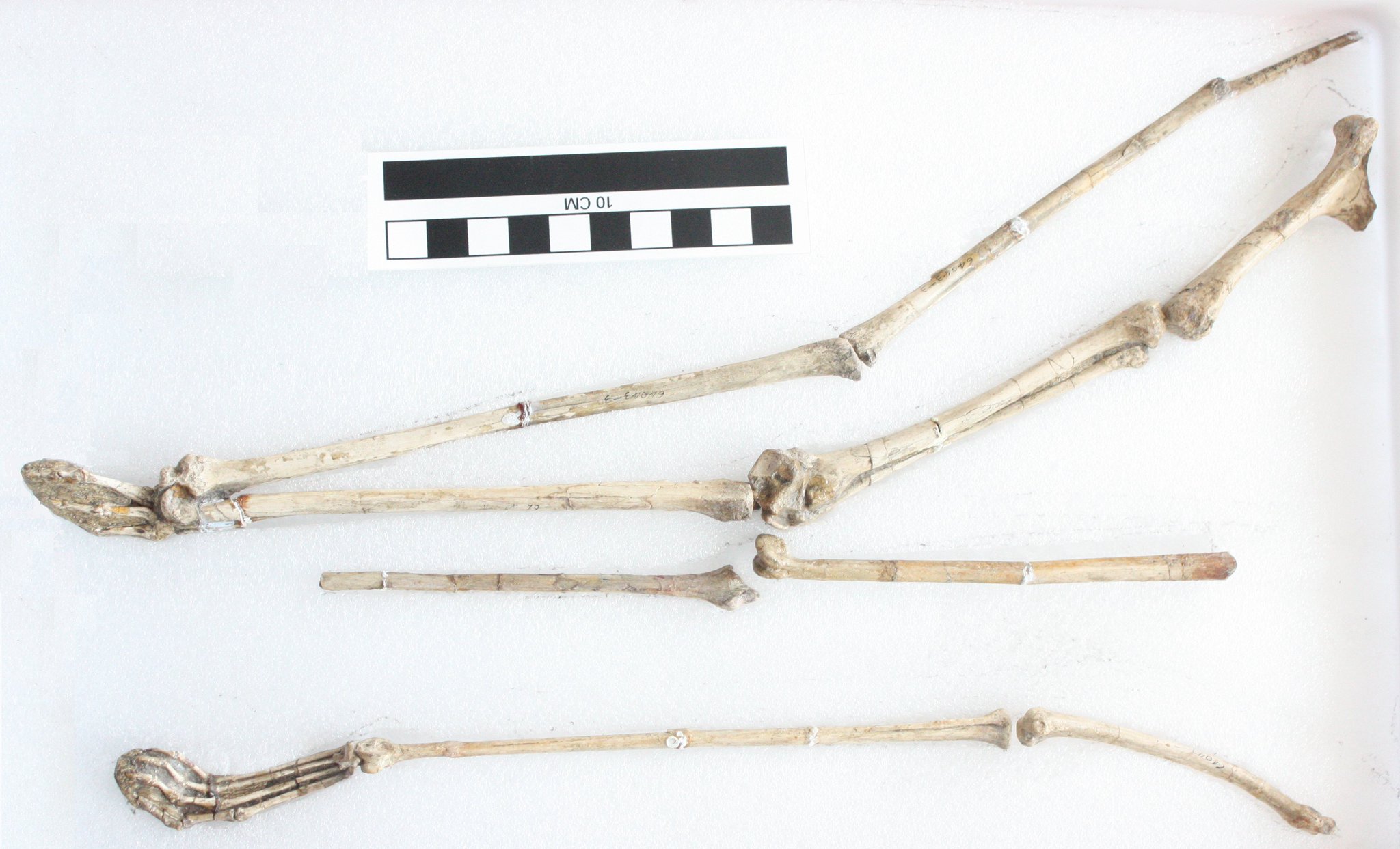 A superb set of limbs from one specimen of Noripterus