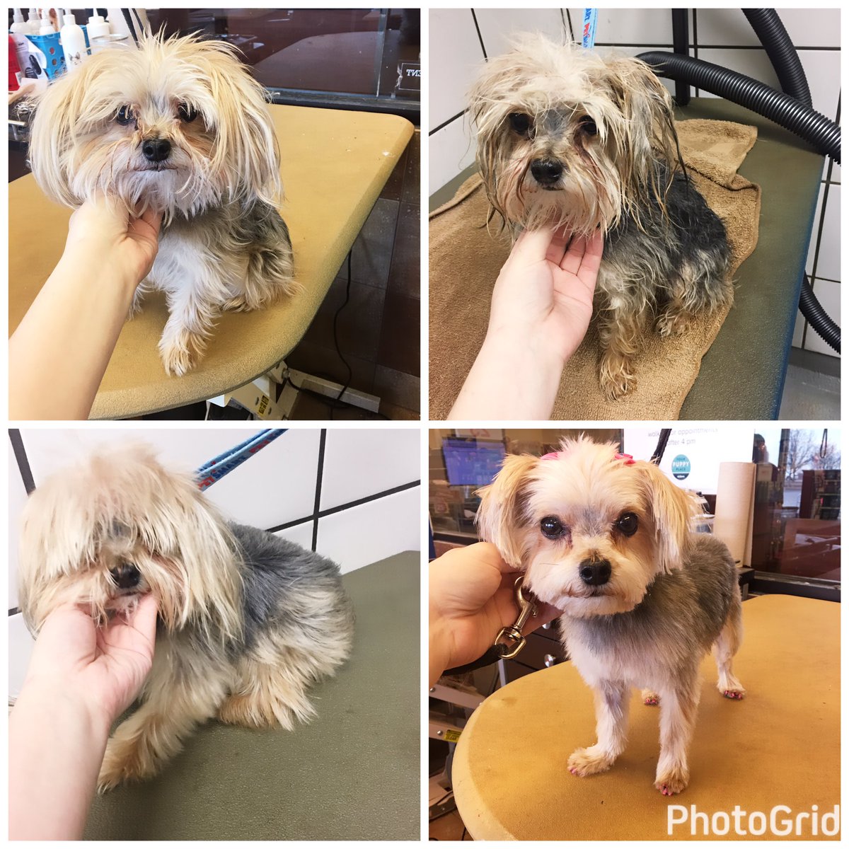LittleMiissAsh's tweet photo. Before, after bath, after blow dry, and the finished product. 
Pink bows and pink toes 🎀. 
Love my job 🐶💕. 
#PetSmartGrooming https://t.co/4p5W2CPyGp