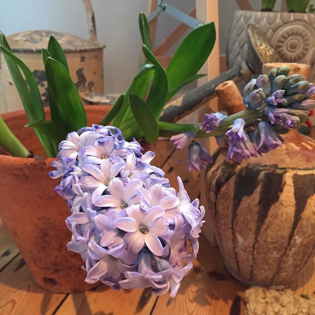 Ottoman_st's tweet photo. Terracotta and Hyacinths ❤️ #hyacinth #spring #terracotta #flowerpot #interiors #house #ho… https://t.co/ZLAllV8BLW https://t.co/11knsPgNIM