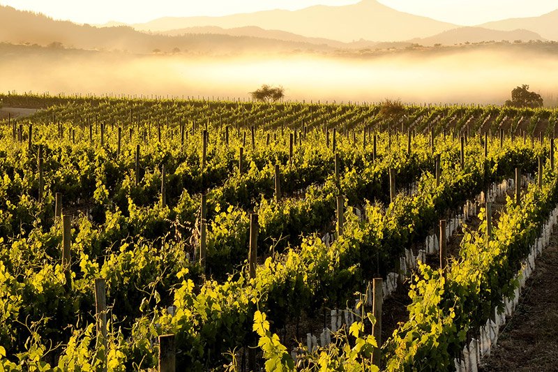 gustopolitan's tweet photo. 5 adresses pour découvrir les vignes du #Chili >> https://t.co/VkFJj1IyyI via @lesgrappes @LeParisien_75 
💡#WineMorning https://t.co/IWC76XeZgb