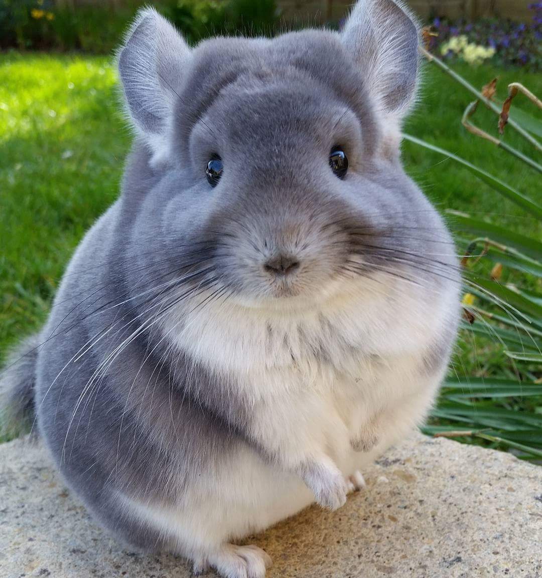 teyjohn's tweet photo. Me want chinchilla! #fuzzyball https://t.co/B96Oav53Jy