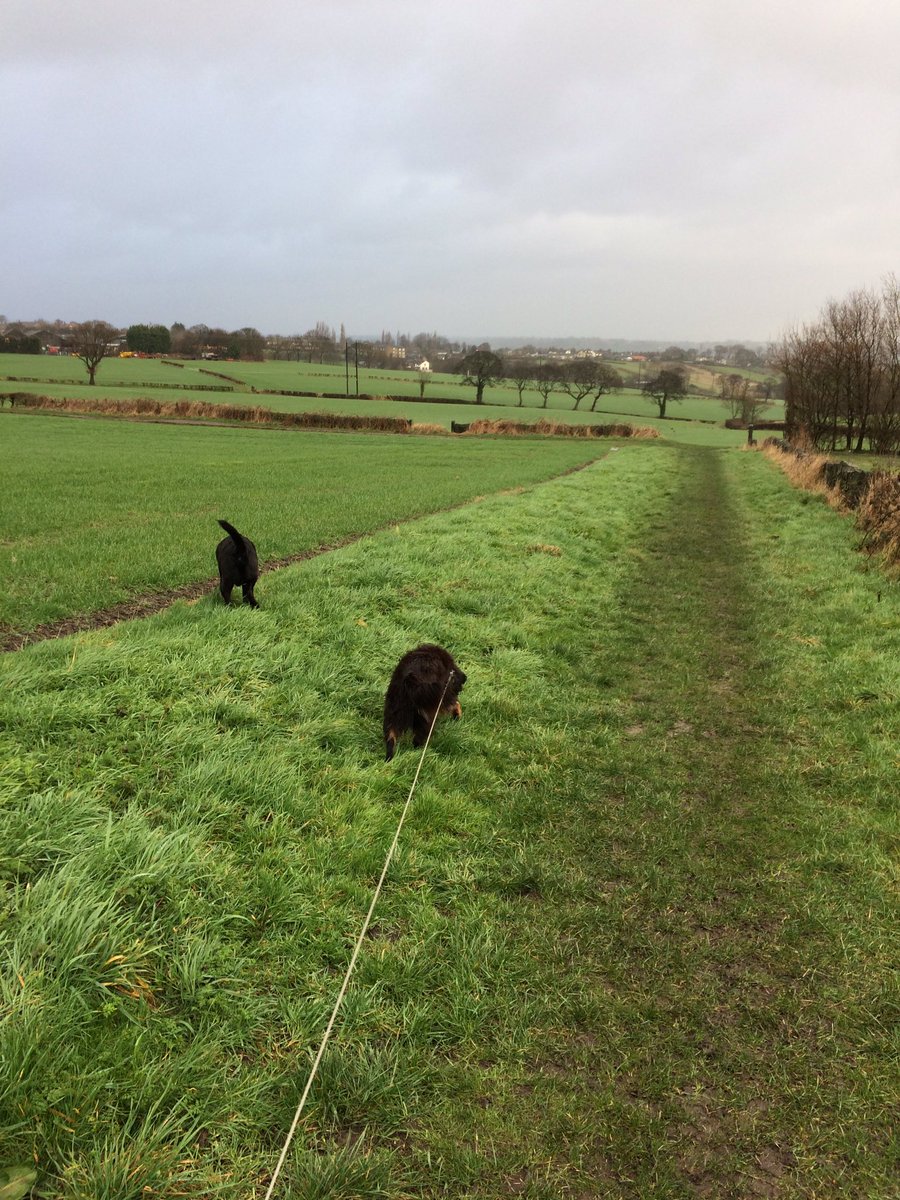 PettailsBrig's tweet photo. Today's forecast : goddamn awful.....recommended action : go back to bed!! 😂 #stormdoris #whoisdoris 🤔 #wheresmybed?! https://t.co/Kwyx0njQbR
