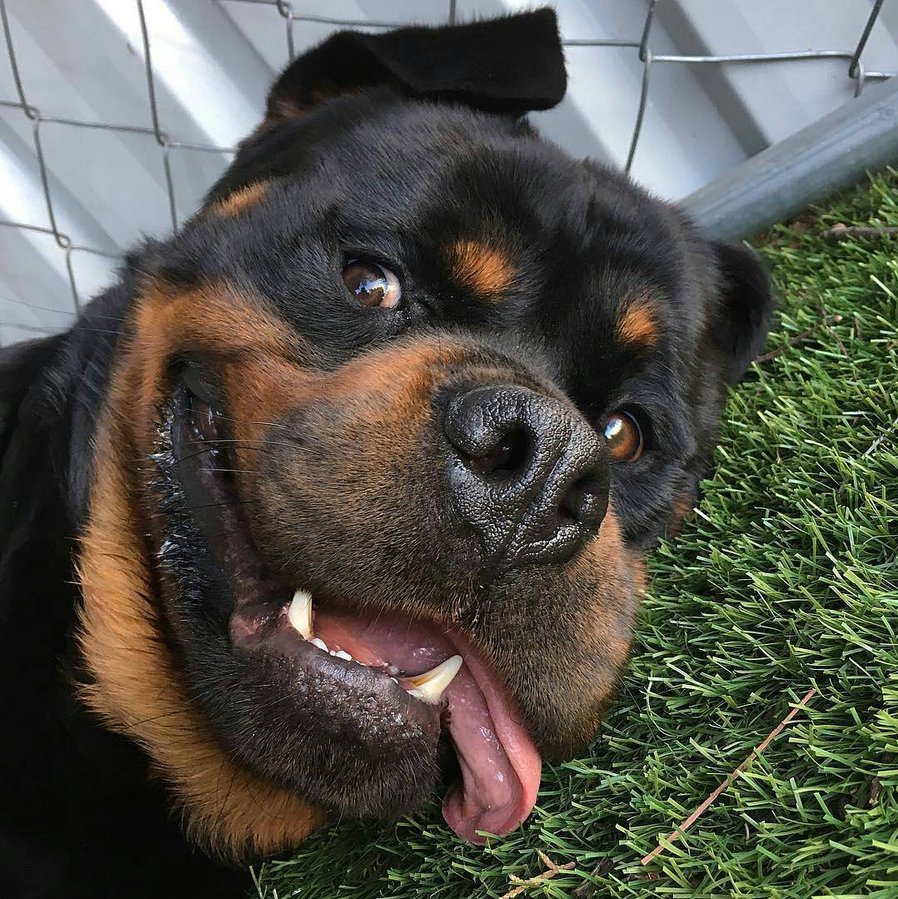 Happy Puppy....@konantherottie - was ein süßer Kerl ❤ #bigbuddy_eu #rottweilerpuppy #rottweiler #dogs #hunde