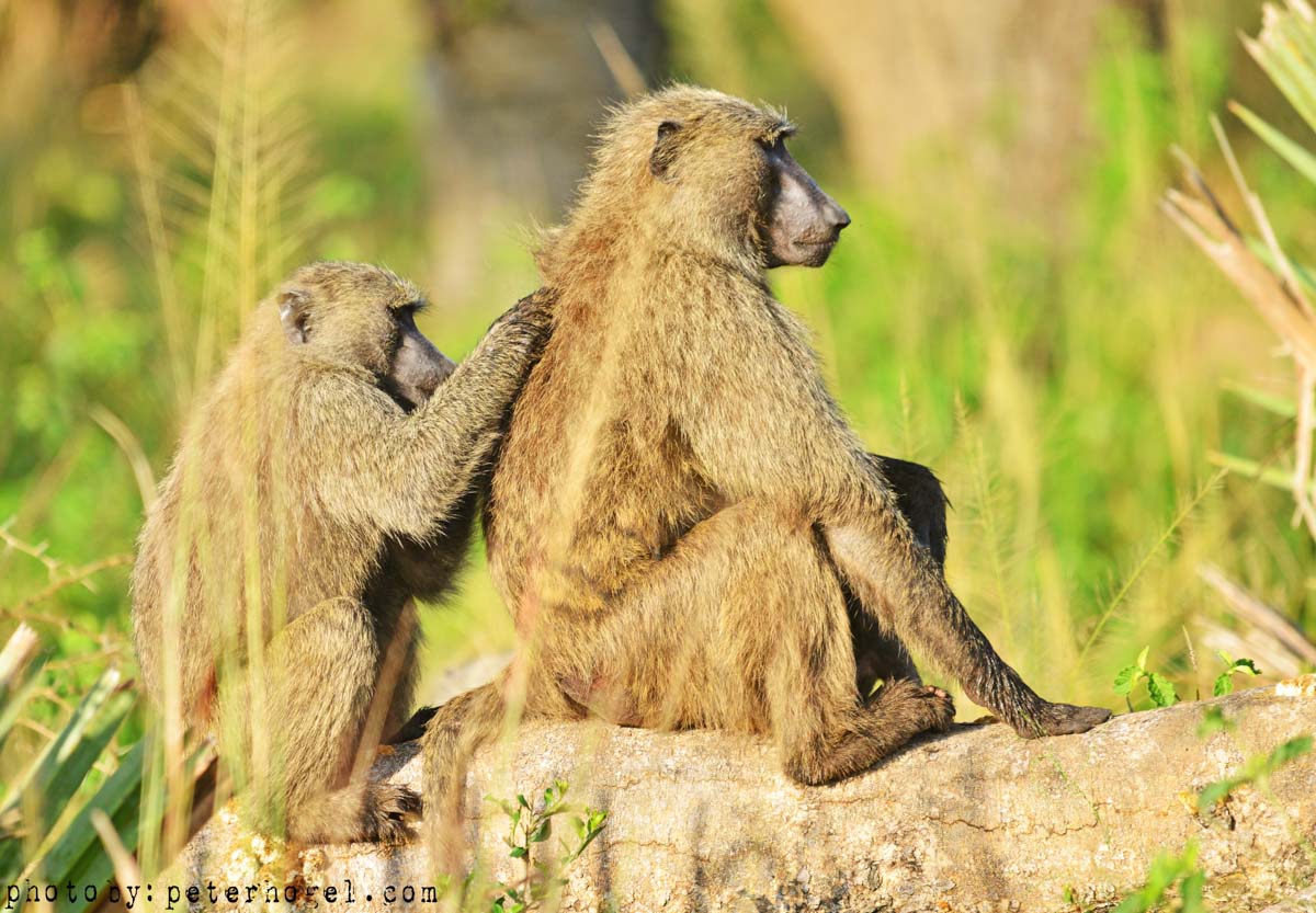 EdenAdventureug's tweet photo. Baboons frequently interact with people &amp; Known to be very cunning and intelligent. #baboonsinthewild #ugandanprimates #beautifuluganda https://t.co/byrAfDjDCy