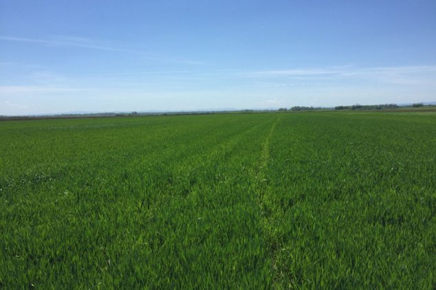 agroklubrs's tweet photo. Uspešno suzbijanje širokolisnih korova #DowAgroSciences #Lancelot #Starane #Lontrel https://t.co/6BWnODDiRV https://t.co/dwYqF1jO4W
