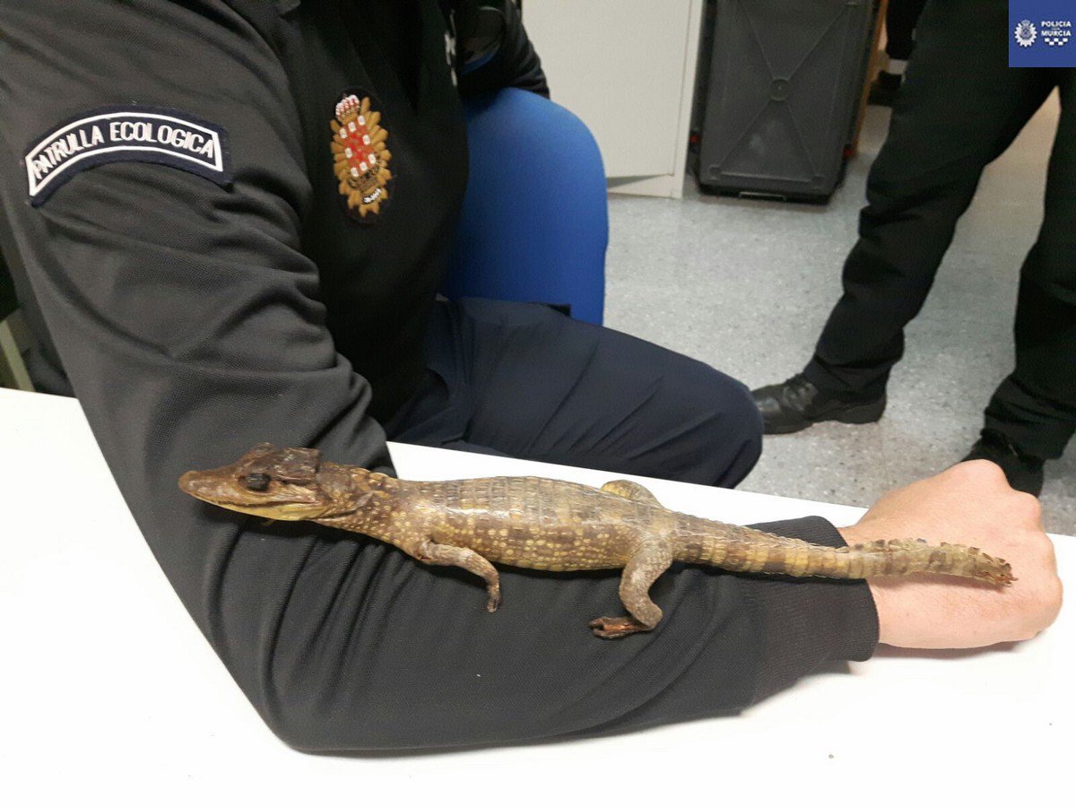 MurciaPolicia's tweet photo. Alertan sobre una cría de cocodrilo 🐊en el Puente del Hospital. La Patrulla Ecológica informa que el animal está disecado. https://t.co/zTmpsRS5RX