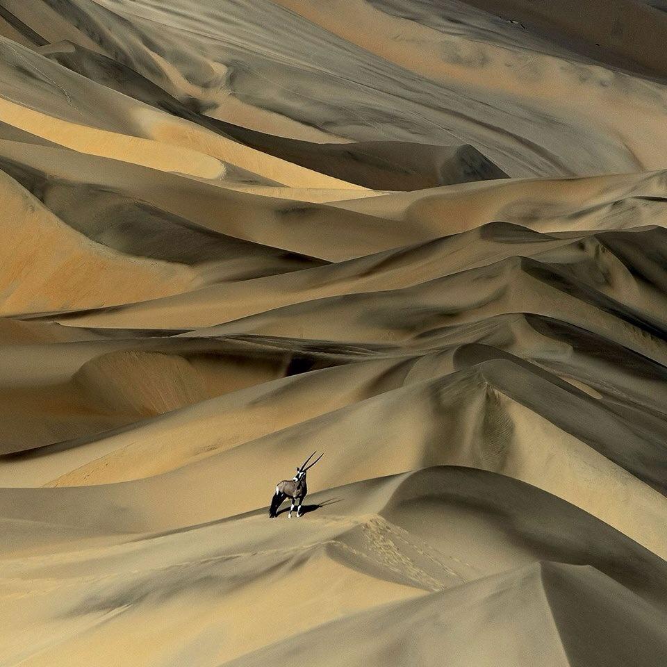 Gabriele_Corno's tweet photo. Desert survivor........by Sergey Gorshkov #Namibia https://t.co/FN3YVspo3m