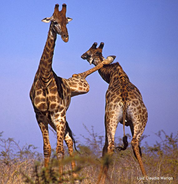 SinghaniaGautam's tweet image. #CaptionThis