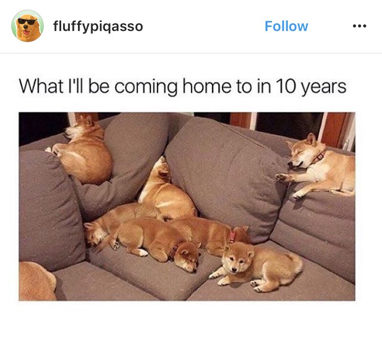 JTHM8008's tweet photo. So much "Wow" in this picture. @DogeTheDog @ltsDoge @dog_rates @TheSuzieHunter #Wow #ManyDoge #MuchRest https://t.co/IhKRQFUBFO
