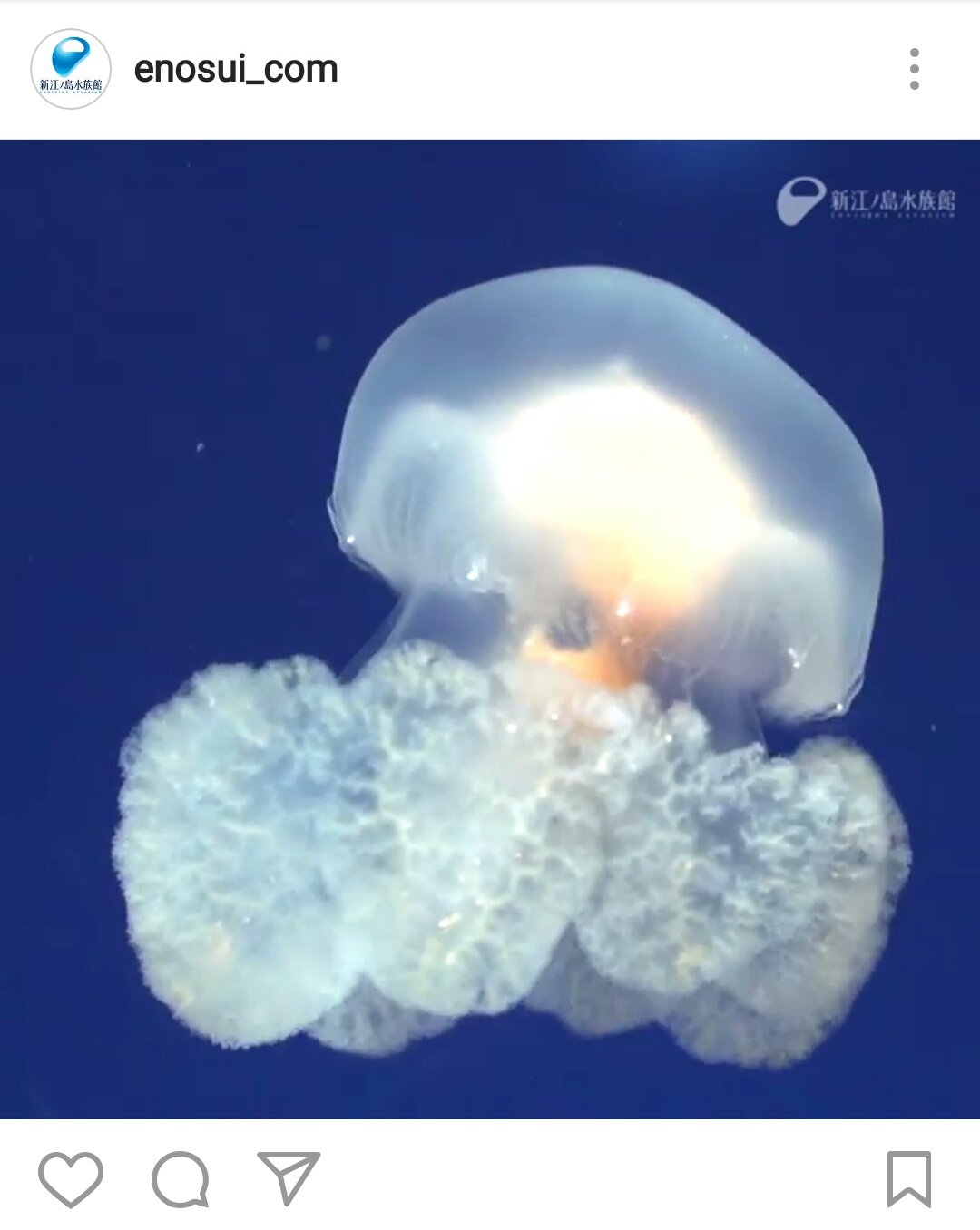 新江ノ島水族館 本日よりクラゲファンタジーホールでご紹介している リクノリーザ マライエンシス を動画でほんのちょっと T Co Avwlmy6hg2 T Co 0sygp3um4t Twitter 新江ノ島水族館 本日よりクラゲファンタジーホールでご紹介している リクノリーザ マライエンシス を動画でほんのちょっと T Co Avwlmy6hg2 T Co 0sygp3um4t Twitter