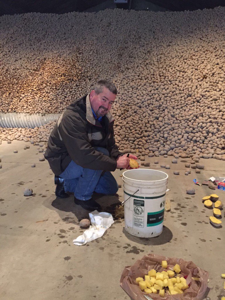 Yara_N_America's tweet photo. Samples of stored #potato to determine what causes rare defect Cat Eye. #FarmEngagement on the case #knowledgegrows https://t.co/25RqWD8vAi