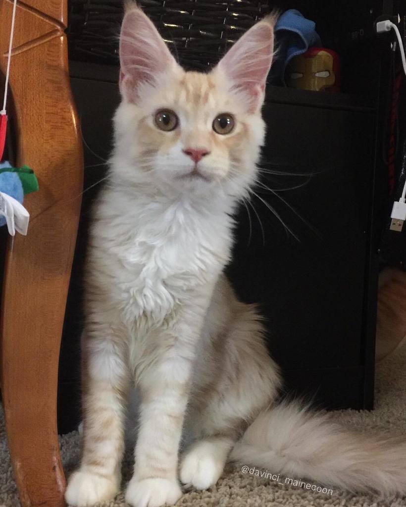 daveinspeare's tweet image. Happy #throwback Thursday!! When Einstein was 5 months old!! He was all ears! #throwbackth… ift.tt/2l3AuIP