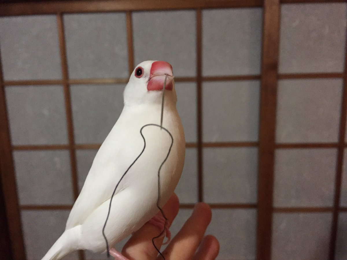 i_peatey's tweet photo. シンデレラのドレスを縫うよ♬

じゃなくて、危ないから針盗まないでーーーーっ
#文鳥 https://t.co/CnmmEPotes