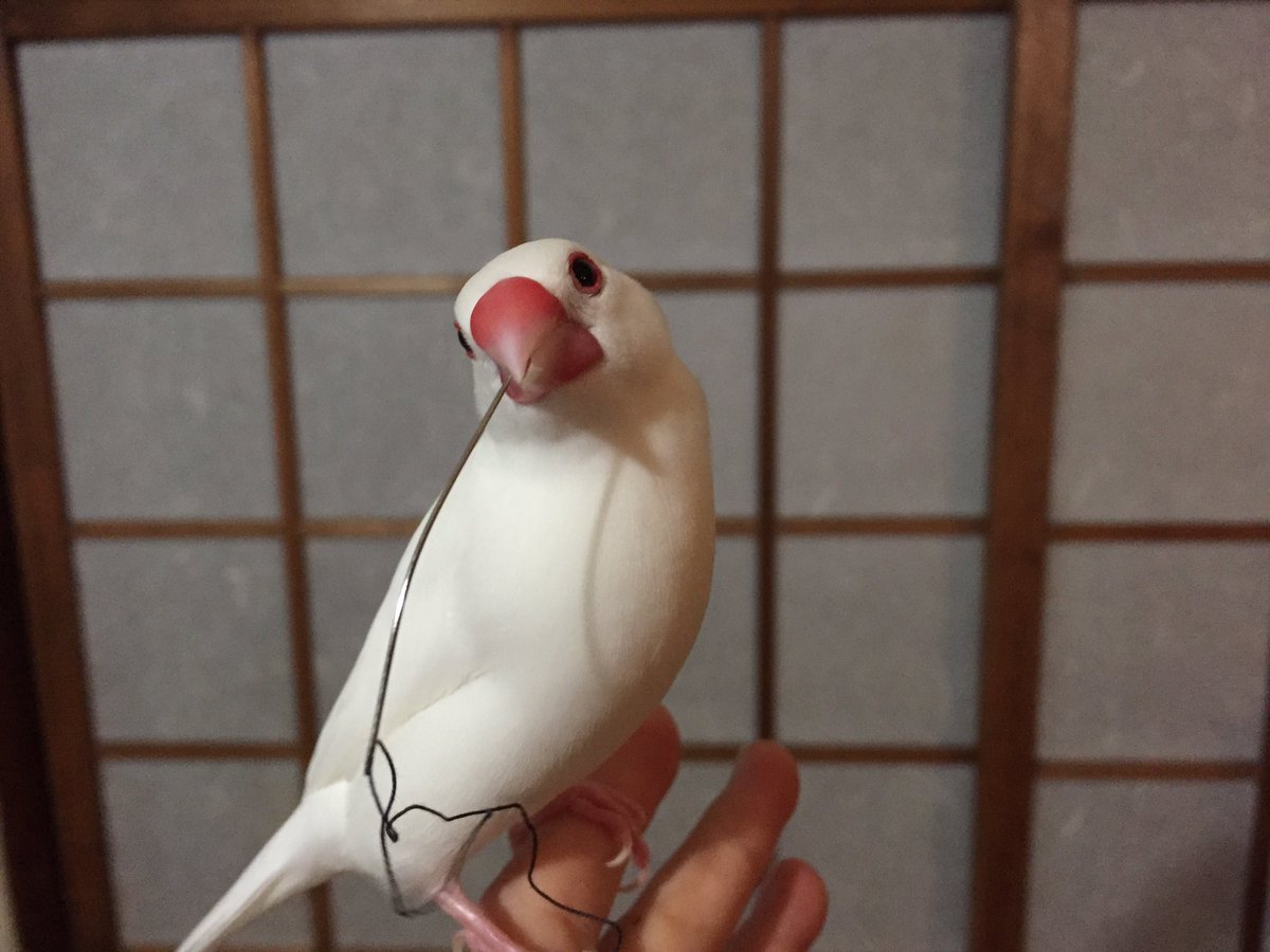 i_peatey's tweet photo. シンデレラのドレスを縫うよ♬

じゃなくて、危ないから針盗まないでーーーーっ
#文鳥 https://t.co/CnmmEPotes