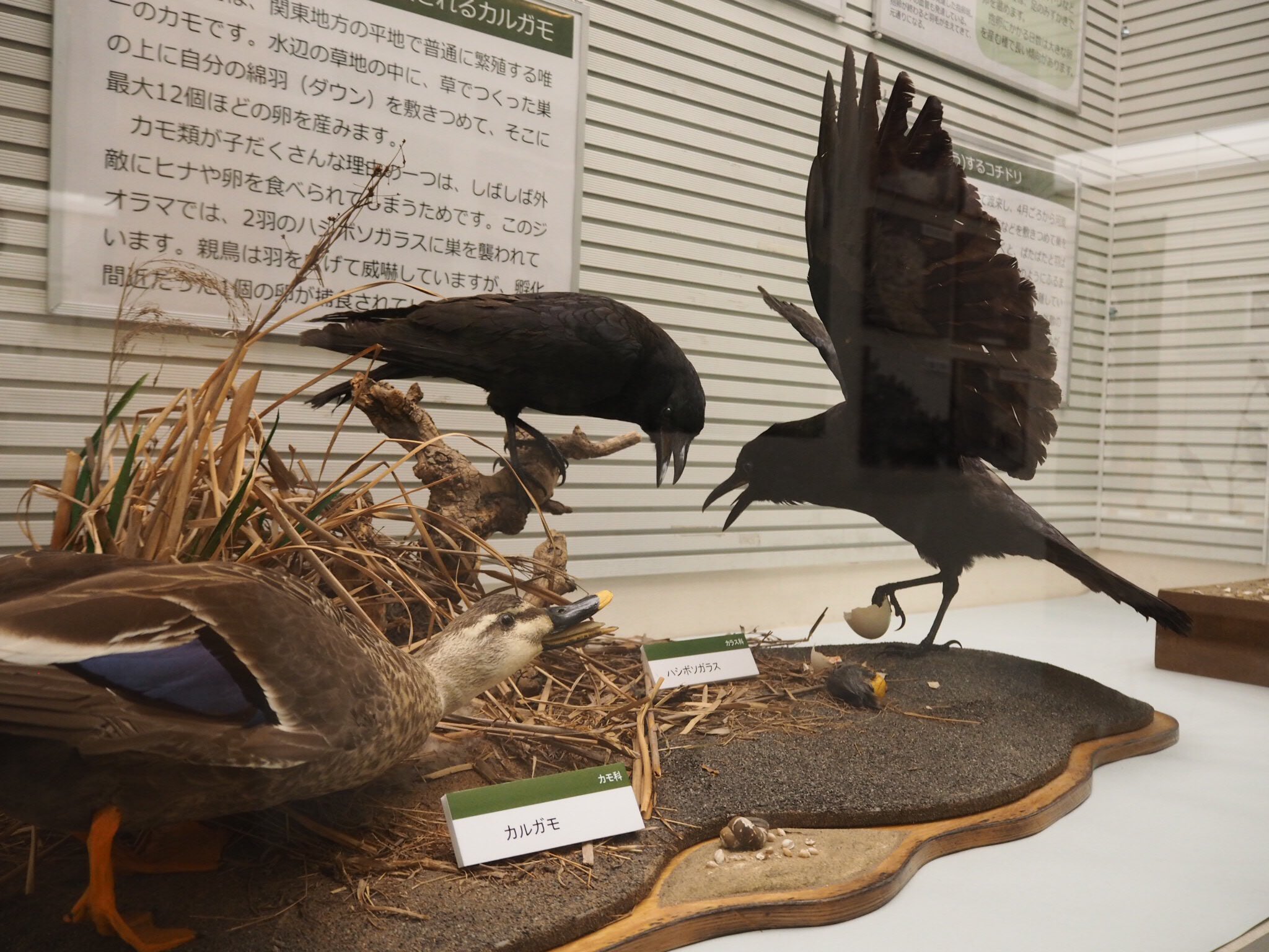 ツク之助 新作ガシャポン５月末より 繁殖の失敗の最も多い原因は 卵や雛が食べられてしまうことだとか こちらはカラスに襲われるマガモ の見事すぎるジオラマ あえなく不可直前の卵が食べられてしまった 我孫子市鳥の博物館 T Co Awnb7yqvon