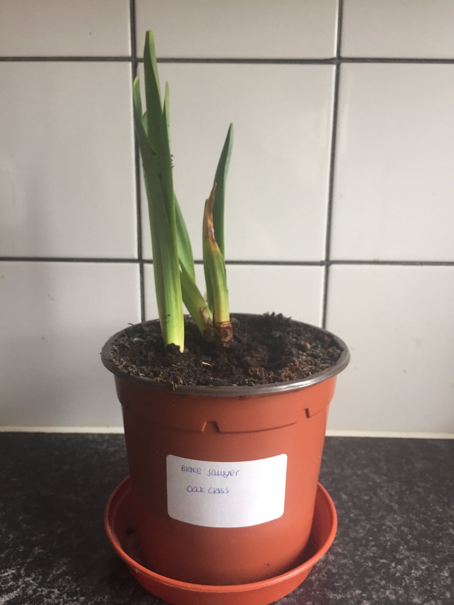CEW1987's tweet photo. Grow grow grow @Alderwoodsch #blake #oak #daffodil #growing #nicely 🌱🌱🌱 https://t.co/pr0We7wBUS