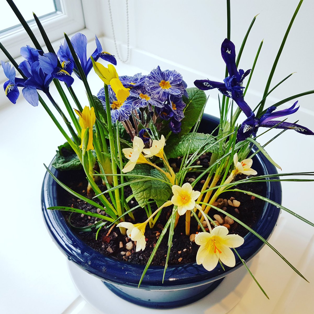 Spring planter with flowers from <a href="/RHSWisley/">RHS Garden Wisley</a>. Staying inside until the wind calms down! #stormdoris 🌬️🌬️🌬️ #narcissus #crocus #zebraprimrose