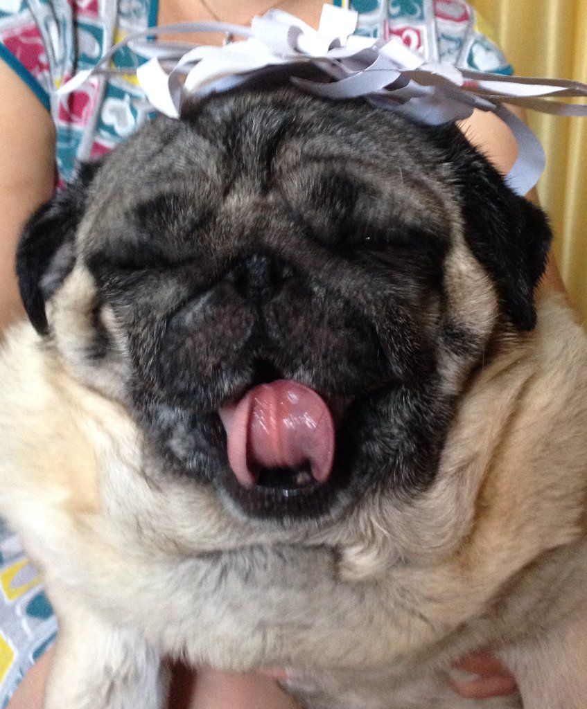 anna_okhrimenko's tweet photo. Мой любимый мопсеныш🐶 https://t.co/I1DwYcqlTU
