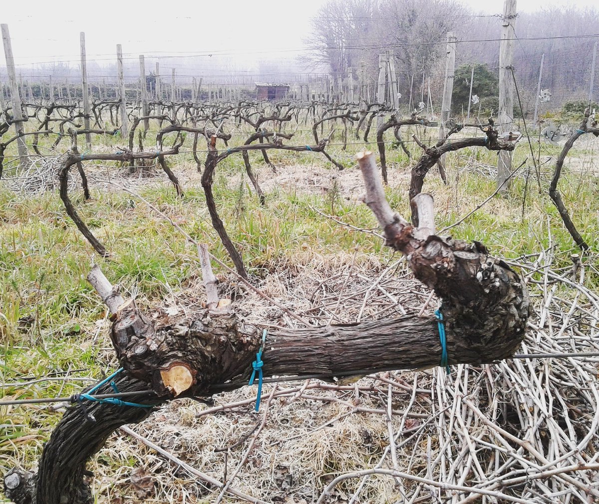 Lavori di potatura finiti! #Etna #TenutamonteGorna #wine