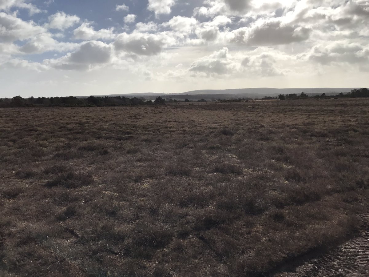 NeilWyatt's tweet photo. Picking up some more heather from the Heath. Bit windy out her but what a view. @BlinderBunker @tillersturf #heatherturf https://t.co/skyDWmtm20